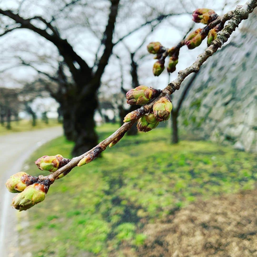 大隅智子さんのインスタグラム写真 - (大隅智子Instagram)「桜前線はまもなく盛岡にもやってきます。 6日の岩手公園の標本木のソメイヨシノのつぼみ。 開花までもうすこしかかりそう。 #桜　#ソメイヨシノ　#岩手公園」4月6日 23時22分 - tomokotenki