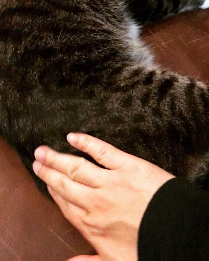 桜井誠のインスタグラム：「ここマッサージされるの好きみたい😽 #猫のいる暮らし  #猫マッサージ #猫のいるお家のソファー　#ほぼボロボロ　#だいず　#おうち時間」