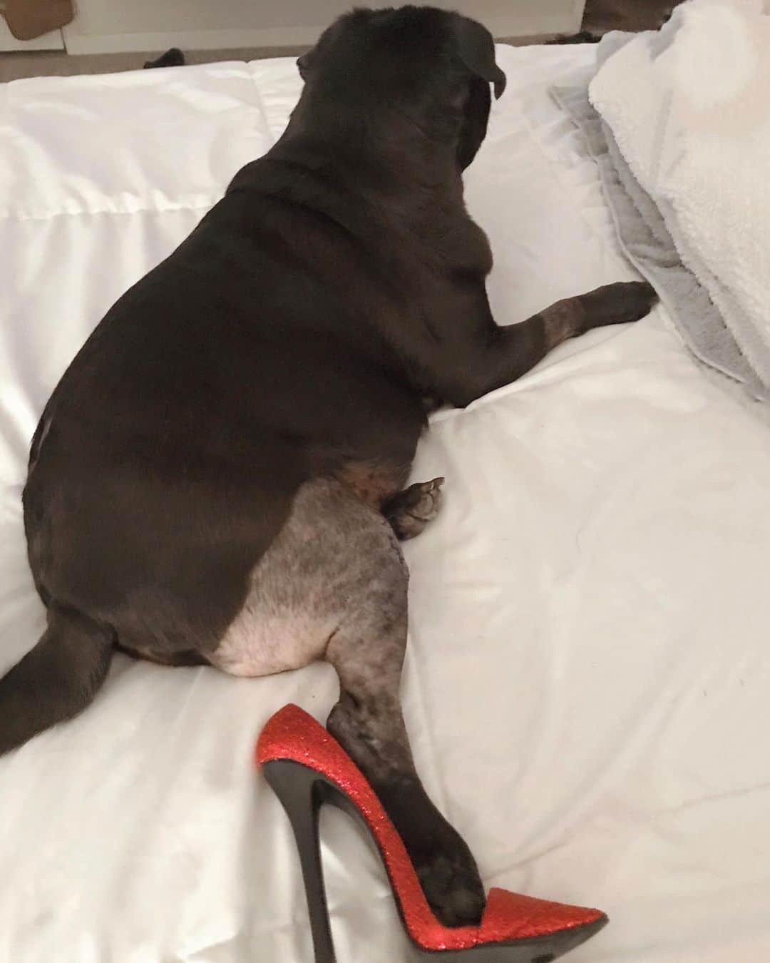 ロッコのインスタグラム：「Bow-chika-wow-wow #quarantinelife  This was last year after @ohmyweldon’s CCL surgery. Aaaaannd someone needs to hide the clippers from me cause if I get bored enough he might end up with a naked leg again 😉 . . #Ohmyweldon #pug #puglife #pugstagram #pugsofinstagram #dogsofinstagram #weeklyfluff #theweekoninstagram #austindogs #dogsofbark #thetomcoteshow #teampixel #atx #buzzfeedanimals #speakpug #quarantine #highheels」