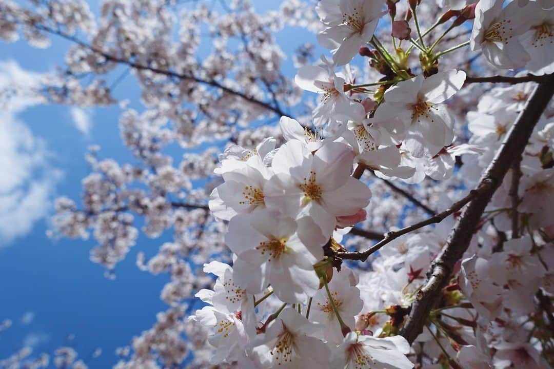 momo8631のインスタグラム：「2020.04.06 cherry blossom . 日々状況が変わるけど みんな体を大切にね。 ..... #photooftheday #photography #cherryblossom #japan #sakura #spring #tokyocameraclub #takecareofyourself  #sony #rx100m3 #ファインダー越しの私の世界 #写真 #春 #桜」