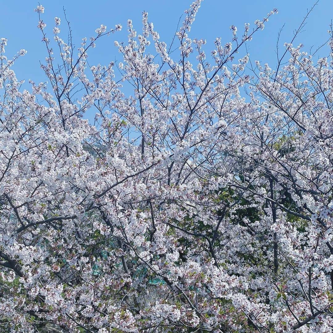 武田翔太のインスタグラム：「家の窓から撮った写真📸 桜が満開で綺麗でした😆 今の時期は家で出来る事をやろうと思ってます👍 皆さんも辛い時期ですが、体調崩さないように気をつけてください🙇 #桜 #自宅待機 #トレーニング #出来ることをやろう」