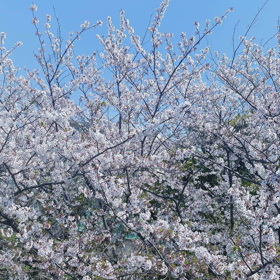 のインスタグラム：「家の窓から撮った写真📸 桜が満開で綺麗でした😆 今の時期は家で出来る事をやろうと思ってます👍 皆さんも辛い時期ですが、体調崩さないように気をつけてください🙇 #桜 #自宅待機 #トレーニング #出来ることをやろう」