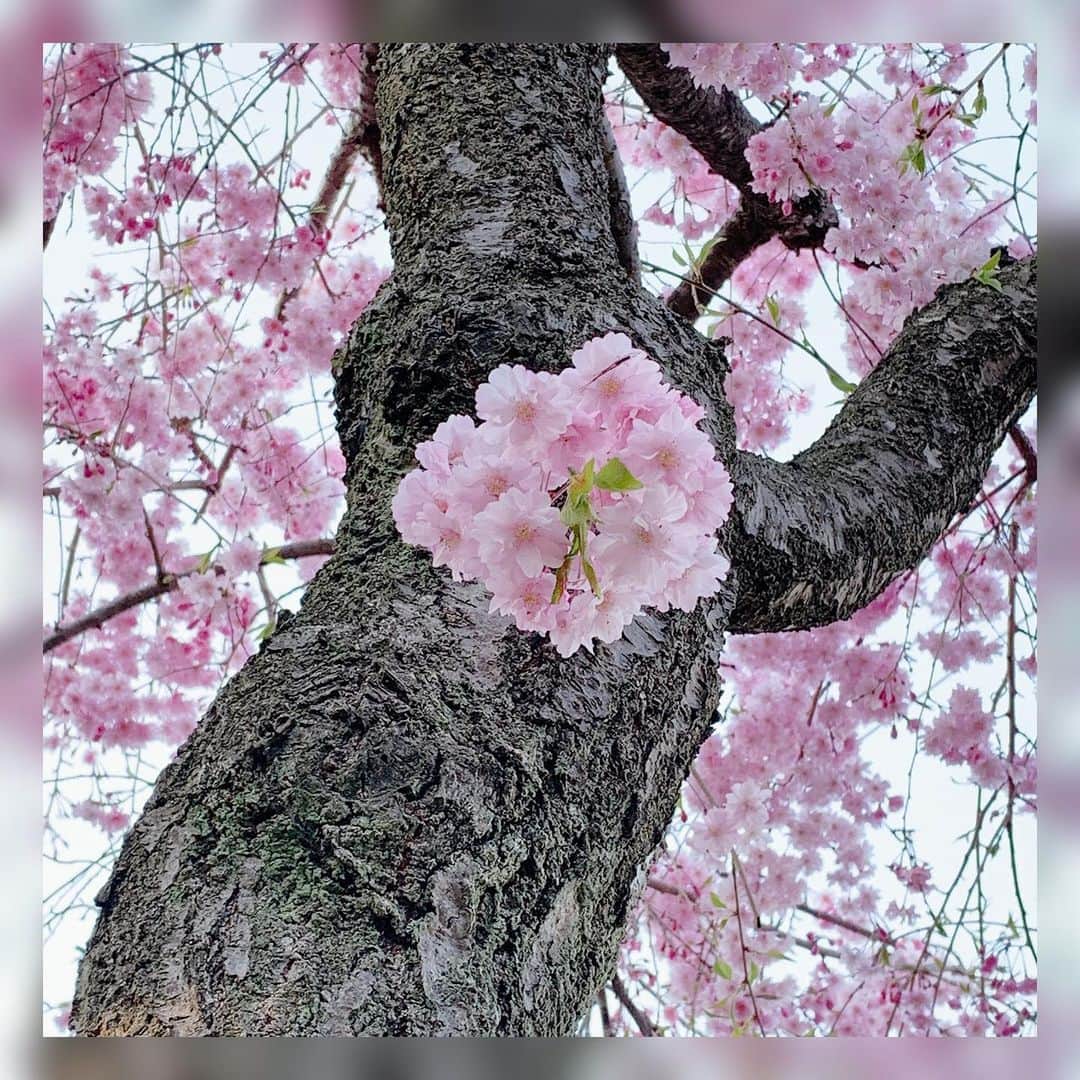 町田亜里香のインスタグラム：「枝垂れ桜🌸かな？ 毎月祖父の命日付近にお墓参りに 行ってるんだけど。 不要不急ではないと言われたら、 そうかもなんだけど。 お墓参りを命日すぎてしばらくすると 夢に祖父が出てくるようになるの😢 だから、わたしにとっては不要ではないんだ。そんなお墓参りの道であった桜🌸 . じーじ、空から見守ってね✨ と伝えてきました🥺。 . . #枝垂れ桜 #桜 #お墓参り」