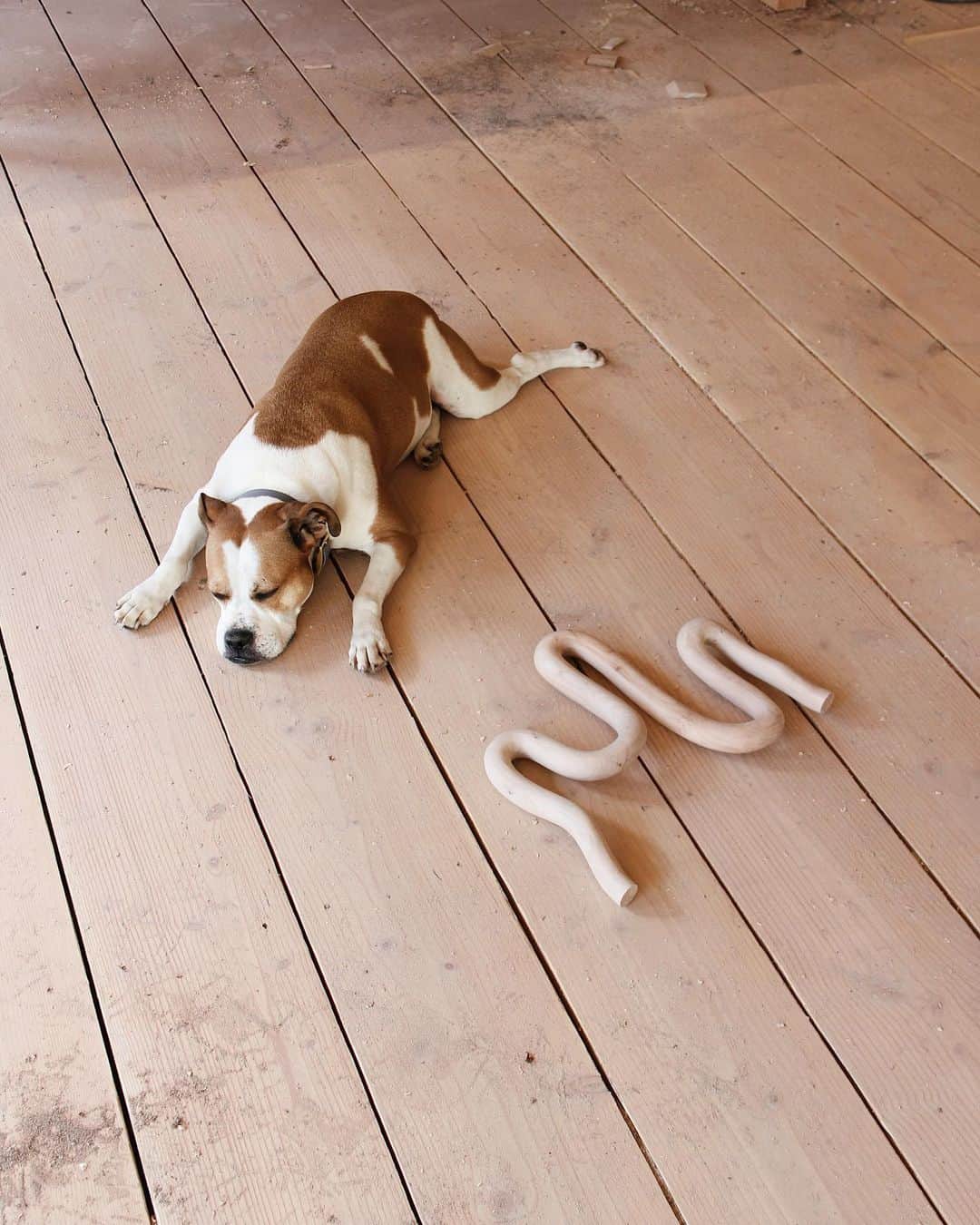 Ariele Alaskoのインスタグラム：「🐶 〰️」