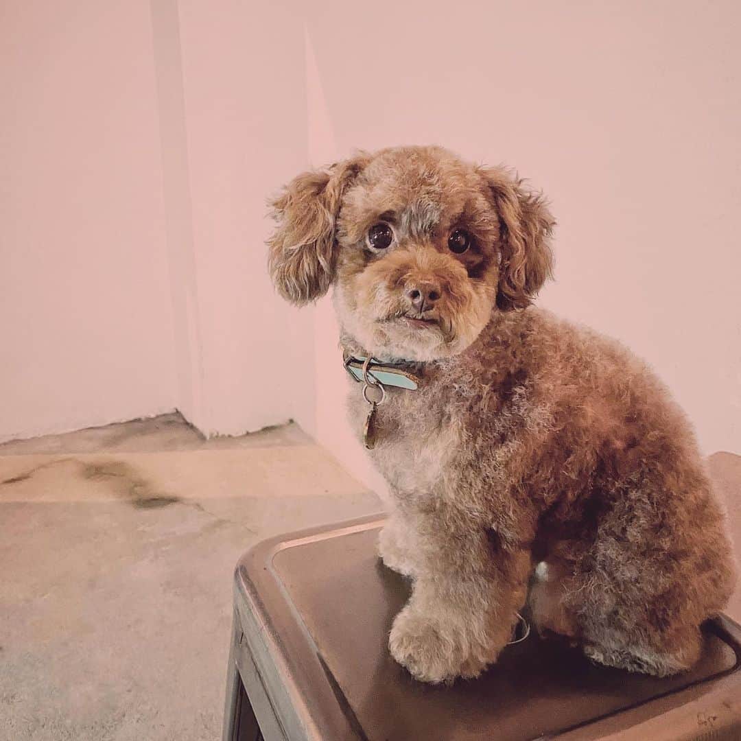 セリーナ・ジェイドのインスタグラム：「Got Kali a haircut after our quarantine! #priorities hahaha 😂」