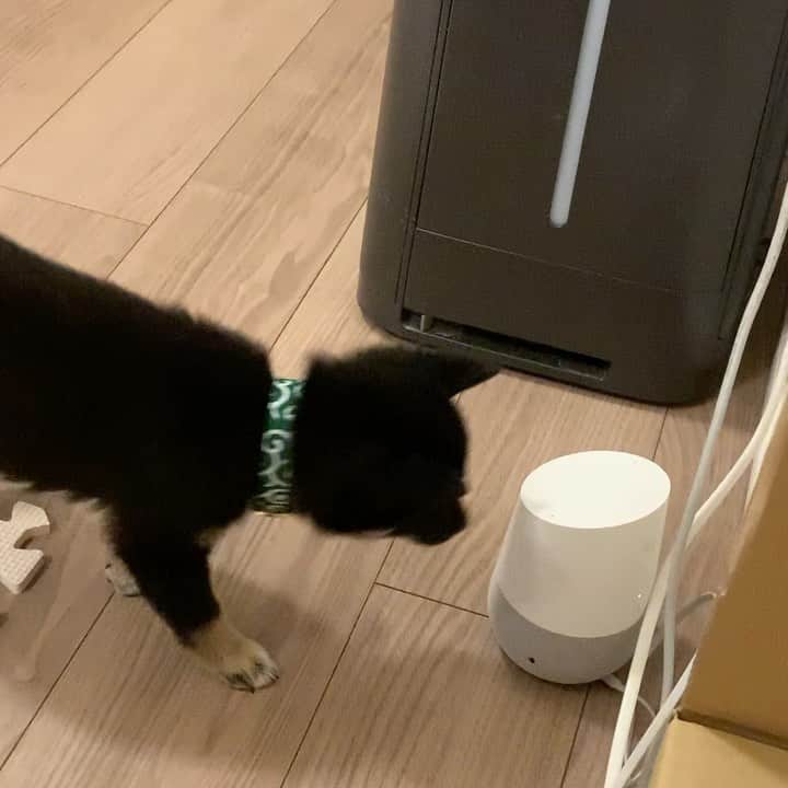 環奈（長沢菜々香の飼い犬）のインスタグラム：「Google Homeを付ける環奈。 上手だね〜🥰 . . . .  #豆柴#柴犬#日本犬#黒柴#黒豆柴#まめしば#しばいぬ#しば#しばすたぐらむ #こいぬ #柴  #ここ柴部#柴子犬 #shibalove #mameshiba #kuroshiba #shibainu #shiba #shibadog #shibastagram #shibastyle」