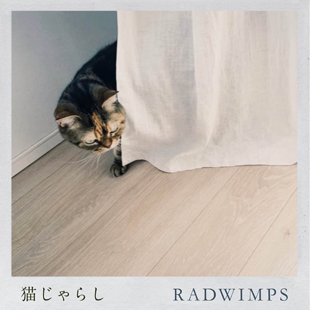 水川あさみのインスタグラム：「#RADnekojarashi #猫じゃらし をほんとに狙ってる瞬間」
