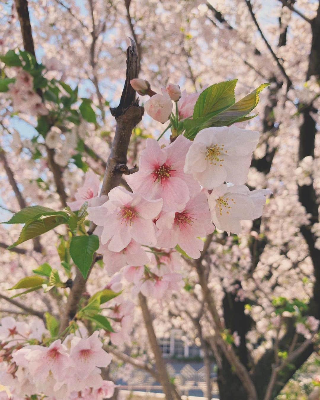 小屋春菜のインスタグラム：「今日は娘の誕生日🎂 毎日が驚きと学びの連続で本当に楽しい😌 忘れもしない去年の今日も桜がすっごく綺麗で満開だった🌸　来年こそはお花見ピクニックしたい🍱」