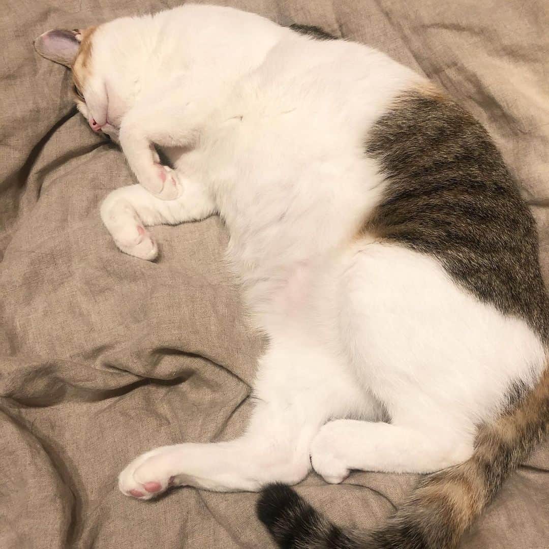 千国めぐみさんのインスタグラム写真 - (千国めぐみInstagram)「タスクをこなす癖をやめて、自分の時間をゆっくり戻していく。 近所を散歩して、音楽を聴き本を読み、映画をみて話し合う。何日か分の作り置きをして、ごはんを食べ、天気を気にして洗濯をする。掃除をする。お布団を干す。 この状況で、ようやく人間らしい営みが戻ってくるという皮肉。 私も今は元気ですが、わからないし まさにいま、苦しみ、亡くなった人も、亡くなりつつある人もいる どんなに耳障りのいい言葉を見つけ消費を繰り返しても不安はなくなりません。 だから考えて話し合うことが必要と思います。 自ら考える力はあらゆる人たちが与えてくれます。 映画もあります。本も。音楽も。 家で観られる、読める、聴けるものがわんさかあります。 今あるあらゆるものから、いのちをはぐくむ力をもらえます。 私は考え、大切な人とたくさん話しあいます。🐢」4月7日 0時38分 - chikunimegumi