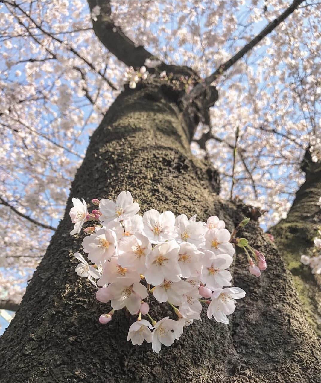 田畑佑莉さんのインスタグラム写真 - (田畑佑莉Instagram)「去年の桜🌸　おやすみなさい💤」4月7日 0時57分 - lily02tbt