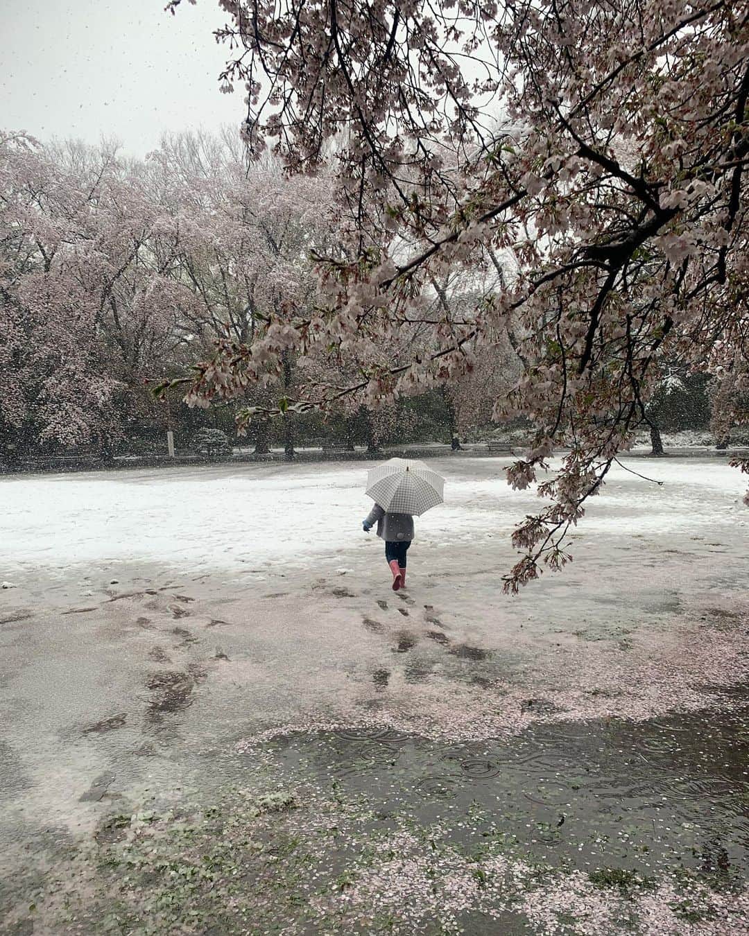 簑島三佳さんのインスタグラム写真 - (簑島三佳Instagram)「雪が降ったあの日にチビとパパが朝公園に見に行った動画や写真達  美しすぎて感動❄️🌸 私も行けばよかった😂  今年は大好きな桜をちゃんと楽しめなかった悲しい  来年は良い春が迎えれますように  毎日毎日不安な日が続きますね  本当どうしてこんな事に😢  自分に出来る事をこなしていくしかないですね  収束を心より願います  #今できる事をやる #みんなで乗り越える #ノーフィルター」4月7日 1時38分 - minoshimamika