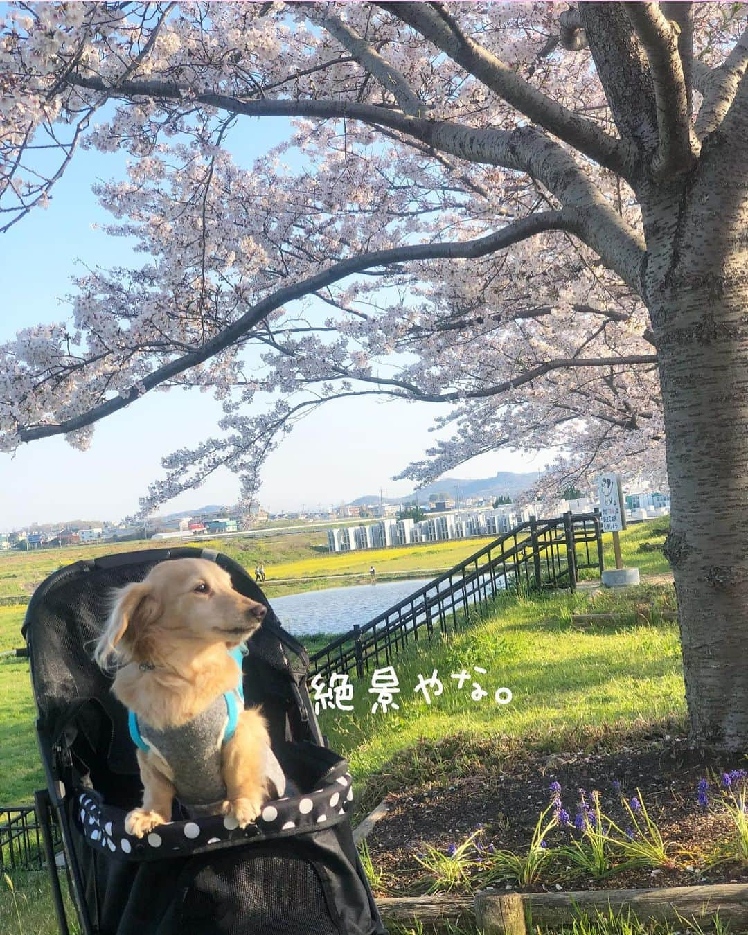 チズさんのインスタグラム写真 - (チズInstagram)「運動して🐾免疫アップ⤴️🐶❤️ コロナに負けへんでぇー✨ ほんと素敵な場所でした🙆‍♀️💕 #おの桜づつみ回廊  #小野市#加古川#逆さ桜 #桜の名所 #桜の名所百選 #🌸#そめいよしの  #桜並木#北播磨の春  #散歩日和  #動くマロン#movie 🎥  #Mダックス#ダックス#ミニチュアダックス #親父犬#シニア犬#ミニチュアダックスフンド #ミニチュアダックスクリーム#短足部 #短足犬#カニンヘンダックス #ダックス14歳#カニンヘンダックスフンド#犬は家族#犬のいる生活#インスタでわんこみるのが日課 ♡♡」4月7日 2時24分 - sqi.chizu