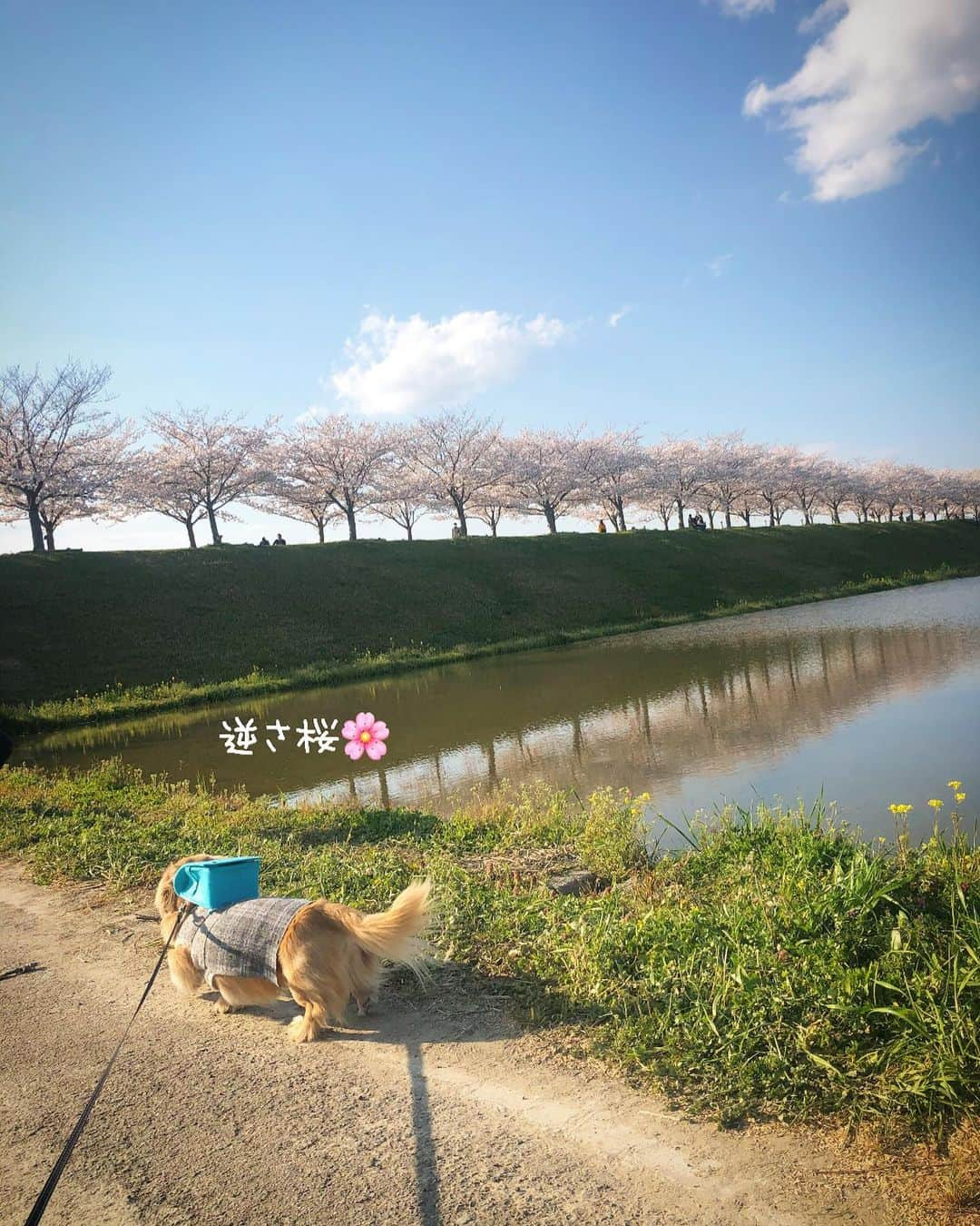 チズさんのインスタグラム写真 - (チズInstagram)「運動して🐾免疫アップ⤴️🐶❤️ コロナに負けへんでぇー✨ ほんと素敵な場所でした🙆‍♀️💕 #おの桜づつみ回廊  #小野市#加古川#逆さ桜 #桜の名所 #桜の名所百選 #🌸#そめいよしの  #桜並木#北播磨の春  #散歩日和  #動くマロン#movie 🎥  #Mダックス#ダックス#ミニチュアダックス #親父犬#シニア犬#ミニチュアダックスフンド #ミニチュアダックスクリーム#短足部 #短足犬#カニンヘンダックス #ダックス14歳#カニンヘンダックスフンド#犬は家族#犬のいる生活#インスタでわんこみるのが日課 ♡♡」4月7日 2時24分 - sqi.chizu