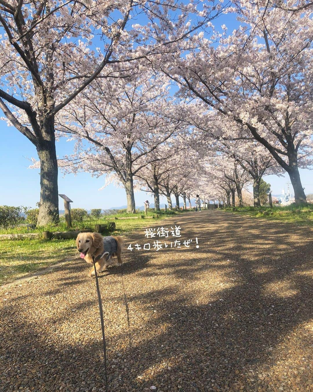 チズさんのインスタグラム写真 - (チズInstagram)「運動して🐾免疫アップ⤴️🐶❤️ コロナに負けへんでぇー✨ ほんと素敵な場所でした🙆‍♀️💕 #おの桜づつみ回廊  #小野市#加古川#逆さ桜 #桜の名所 #桜の名所百選 #🌸#そめいよしの  #桜並木#北播磨の春  #散歩日和  #動くマロン#movie 🎥  #Mダックス#ダックス#ミニチュアダックス #親父犬#シニア犬#ミニチュアダックスフンド #ミニチュアダックスクリーム#短足部 #短足犬#カニンヘンダックス #ダックス14歳#カニンヘンダックスフンド#犬は家族#犬のいる生活#インスタでわんこみるのが日課 ♡♡」4月7日 2時24分 - sqi.chizu