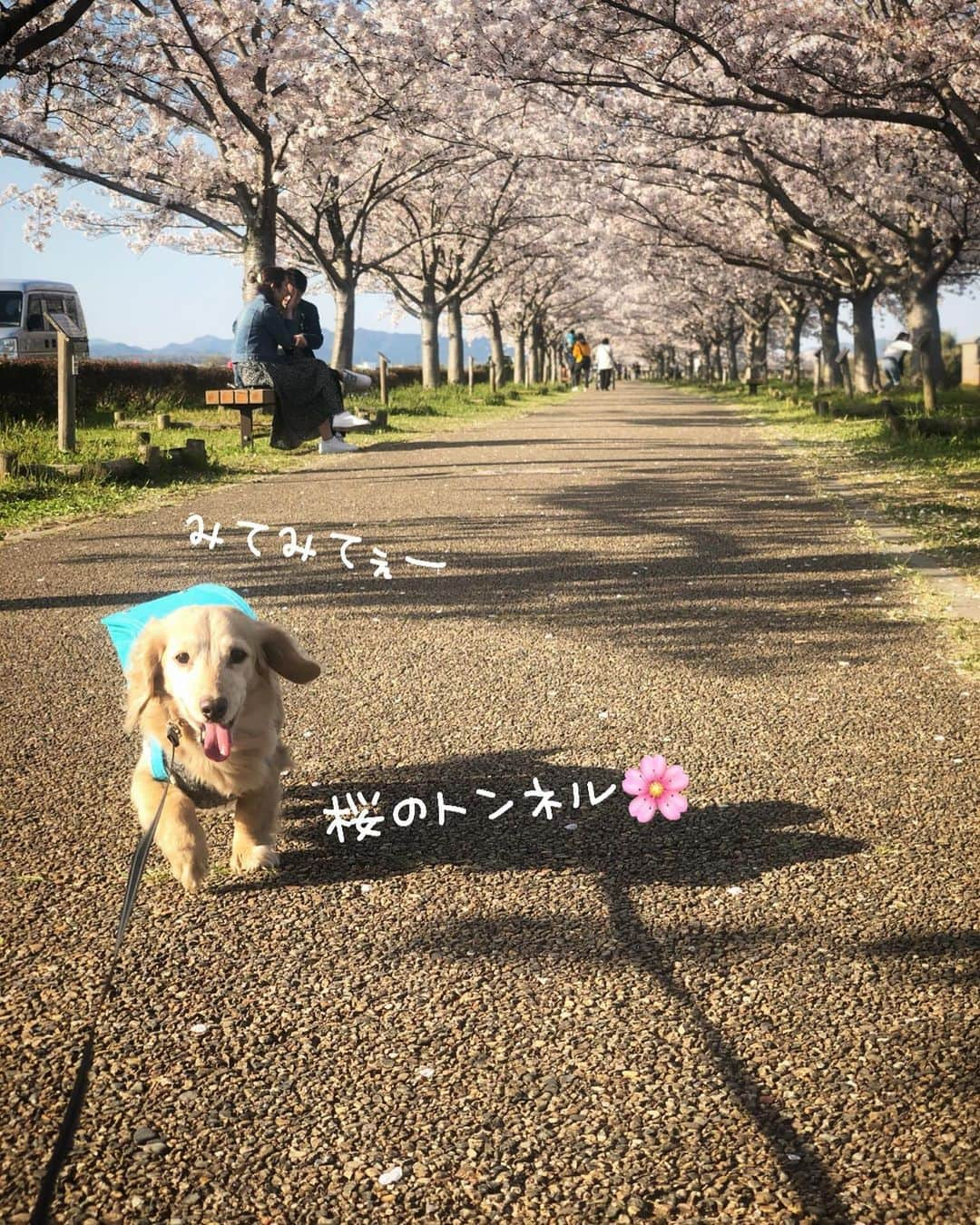 チズさんのインスタグラム写真 - (チズInstagram)「運動して🐾免疫アップ⤴️🐶❤️ コロナに負けへんでぇー✨ ほんと素敵な場所でした🙆‍♀️💕 #おの桜づつみ回廊  #小野市#加古川#逆さ桜 #桜の名所 #桜の名所百選 #🌸#そめいよしの  #桜並木#北播磨の春  #散歩日和  #動くマロン#movie 🎥  #Mダックス#ダックス#ミニチュアダックス #親父犬#シニア犬#ミニチュアダックスフンド #ミニチュアダックスクリーム#短足部 #短足犬#カニンヘンダックス #ダックス14歳#カニンヘンダックスフンド#犬は家族#犬のいる生活#インスタでわんこみるのが日課 ♡♡」4月7日 2時24分 - sqi.chizu