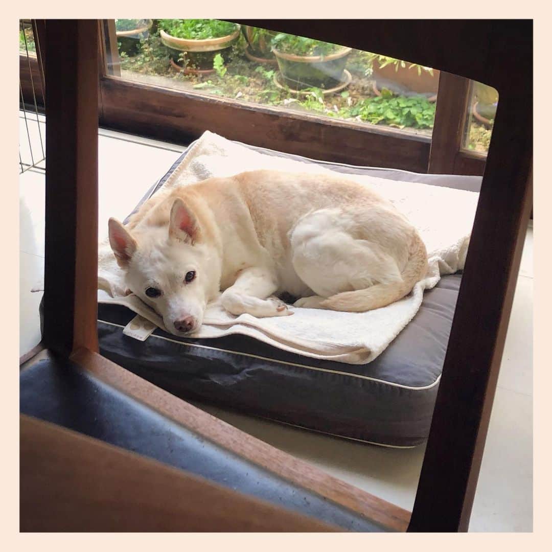 パンといっぴきのインスタグラム：「#元保護犬 #雑種犬 #crossbreed #mixdog」