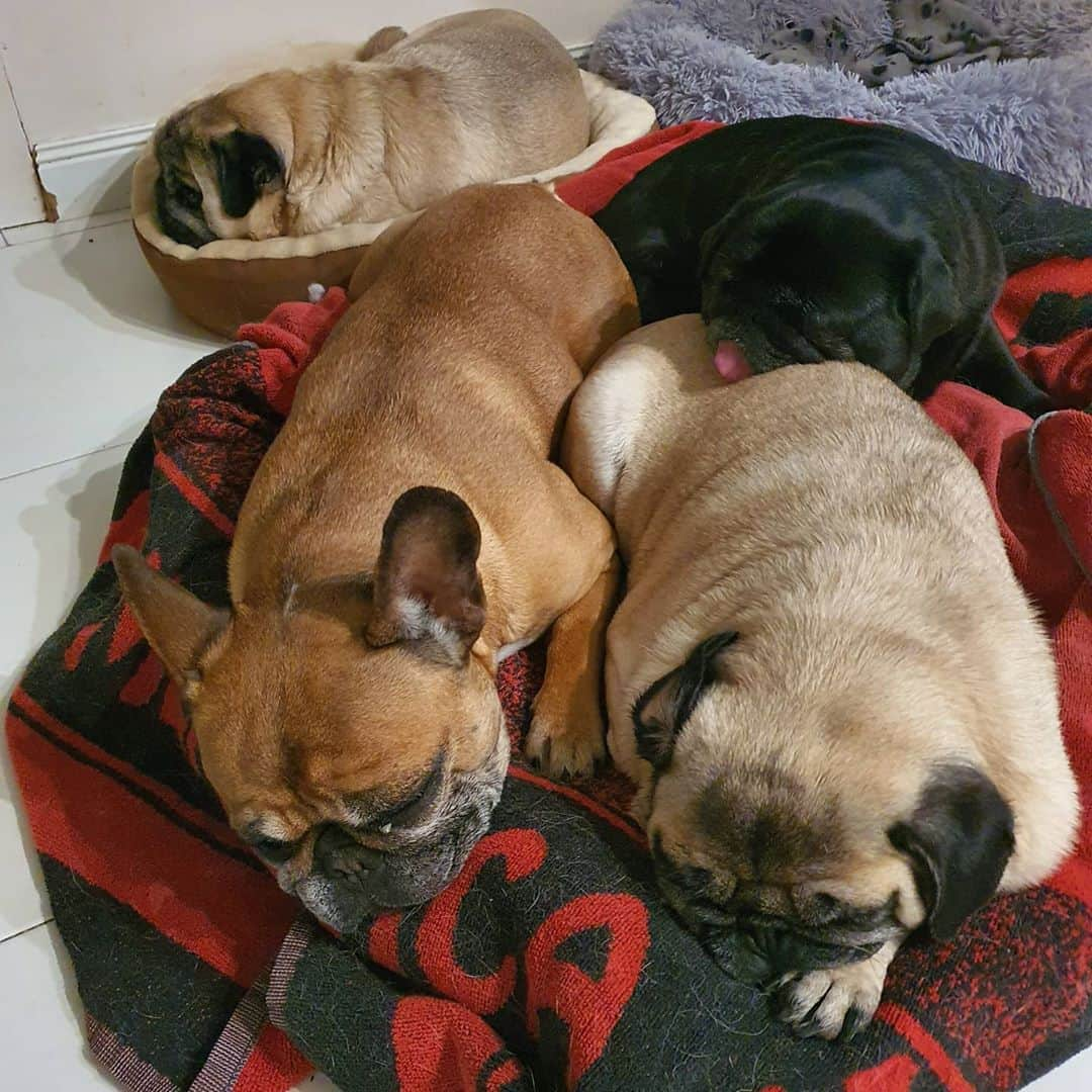 Nikitaのインスタグラム：「#pug nikita #twist #boogui #bambi 😘😘😘😘」