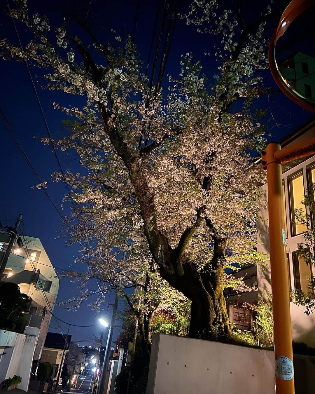 Kensho Onukiさんのインスタグラム写真 - (Kensho OnukiInstagram)「買い物に行く坂道のかどに立派は桜の木。右手の家が建つ前からあった。新しい家の人はこの桜の木込みでここに決めたんだろう。これからも家は代っても桜はこの地にあり続けるんだろうな。#桜 #ご近所 #夜は幻想的 #心やすらか」4月7日 5時25分 - kensho_onuki