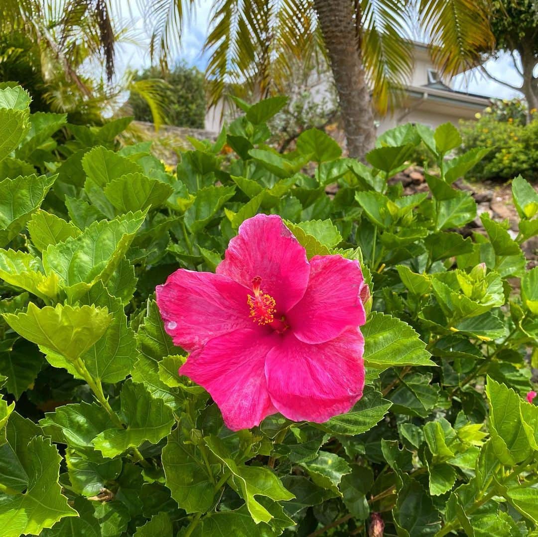 マキ・コニクソンさんのインスタグラム写真 - (マキ・コニクソンInstagram)「ハワイからおはよーのヨージ山本！😆今朝うちのご近所のハイビちゃんが咲きました！🌺フューシャカラーはガーリッシュで可愛いね！私おばぁちゃんになったら母ナエコちゃんみたいにピンクとか可愛い色の服をたくさん着て可愛子ぶりっこしまくろうと思ってる！😆色って大切だよね！なんて朝からおばぁちゃんになった時の妄想をしています！🤣今日もアロハッピーでStay Homeをしっかり守りましょう！お仕事してる人は自分で自己管理をしっかりしてとにかくSocial Distanceを行って下さい！1人でも感染者が少なくなります様にハワイから祈っています。🙏🏻　(ハワイもだ！😆) 満員電車が私の中で一番の悩みです。どうしたら避けられるんだろう。通勤で満員電車に乗らなくてはならない方々の事を思うと居ても立ってもいられない。 もどかしい私であります。 自分の身は自分で守るしかない。 Stay Safe and Healthy! 🙏🏻 #エアハワイ🌺  #頑張れハワイ！#頑張れ世界🌏 #ハワイのマキおばぁちゃん👵🏻」4月7日 5時38分 - makikonikson