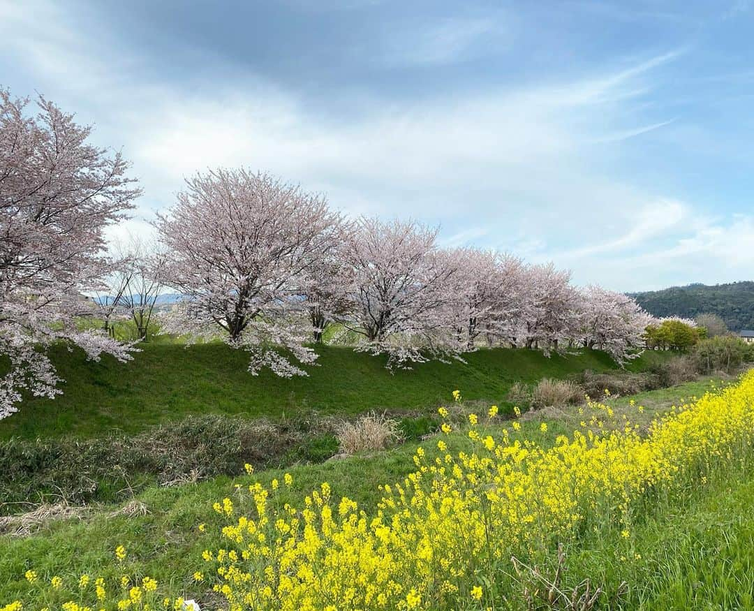 佐野優子さんのインスタグラム写真 - (佐野優子Instagram)「. 今朝の景色(∗ˊ꒵ˋ∗) . . 🌸🌼🌸🌼🌸🌼🌸🌼 . . #さくら  #菜の花 #春」4月7日 15時26分 - yuko12345