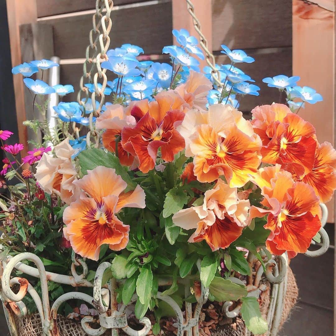 益子直美さんのインスタグラム写真 - (益子直美Instagram)「花たちのピーク終わったか、、、と思っていたけど、まだまだ！ もうひと花咲かせます！というくらいのパワー🌸  お手入れすれば答えてくれる草花たち。 私自身ももっと手入れしないとな！💦🤣 #gardening  #garden  #庭  #花 #寄せ植え  #花壇  #湘南  #flower」4月7日 16時00分 - naomi.masuko