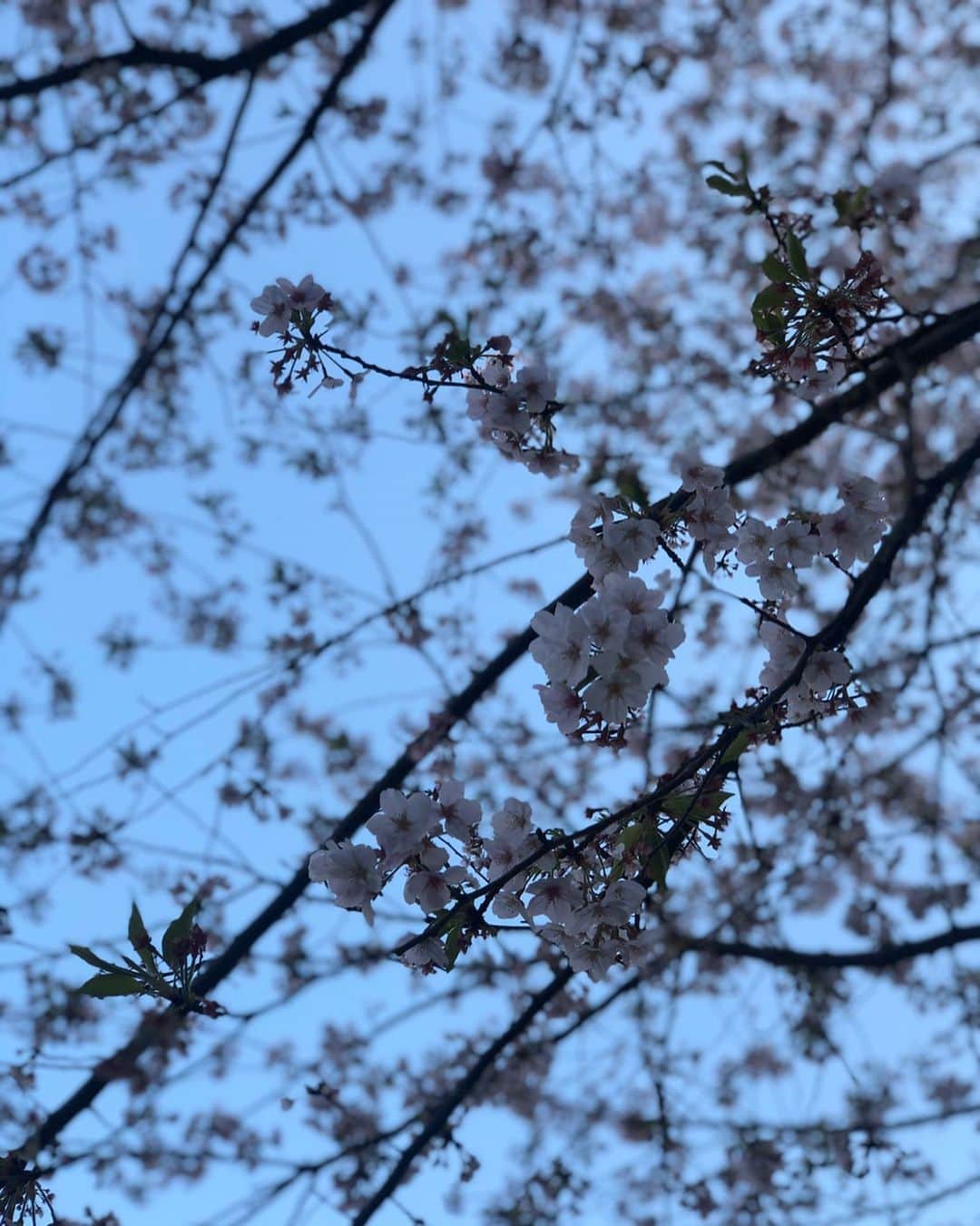 木下ココさんのインスタグラム写真 - (木下ココInstagram)「大好きな桜の季節を奪われた🌸 ・ 桜並木を歩きながらお花見。 今年は出来なかったけど、 桜は毎年咲くんだから、 来年は倍にして桜を見ようと思う。 ・ 「ちゃんと見てないうちに葉桜になってきてる。」と、道にポツリと咲く桜をしばらく見上げていたら、 ・ 遠くから歩いてきたおじさんも、 道の向こう側の桜の下に立ち止まり しばらく桜を眺めてた。 ・ 眺めてる間に、そよそよ風が吹いて桜の花びらが降ってくる様子は、最近の喧騒を忘れてしまうほど美しい瞬間だった。 ・ 私達から夏は奪わないで欲しいな。 ・ ・ #2020年奪われた春 #桜 #いつもと違うお花見 #葉桜 #四季 #木下ココ」4月7日 16時09分 - cocot_chan