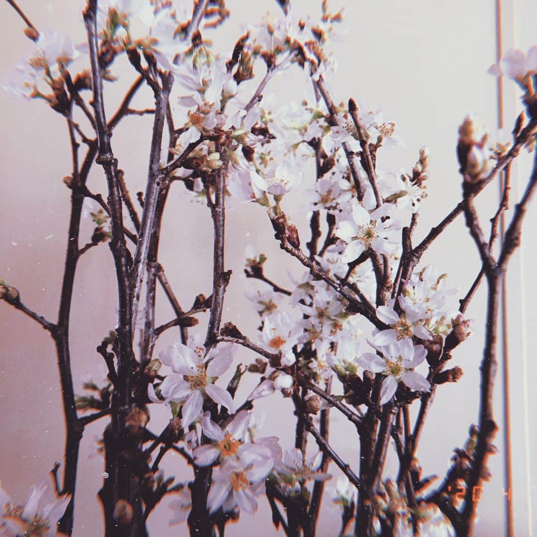 西田さおりさんのインスタグラム写真 - (西田さおりInstagram)「咲いてきましたことを ここにご報告致します。 . . #さくら #お家で花見」4月7日 7時47分 - saori19950108