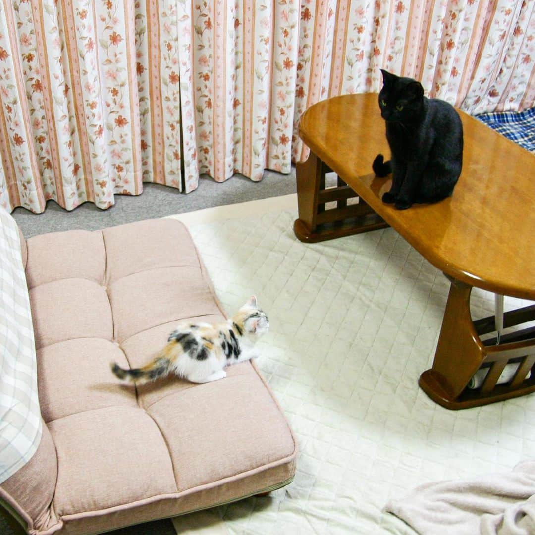 ホタテ＆クラム＆シラスのインスタグラム：「2011/12/05, シラスが我が家にやって来た日^ ^ #cat #neko #ScottishFold #猫 #ねこ #スコティッシュフォールド #catstagram #instagram #instagramjapan #ig_japan #igersjp #黒猫 #blackcat」