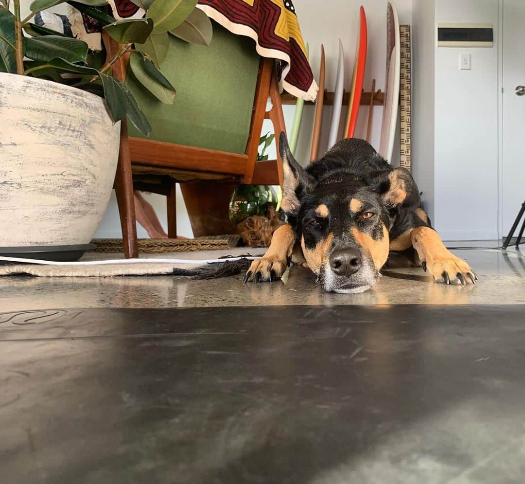 マデリン・グローヴスのインスタグラム：「BYO cute dog to Zoom yoga with my BGS squad this morning 🙏🏼🧘🏼 namaste inside friends」