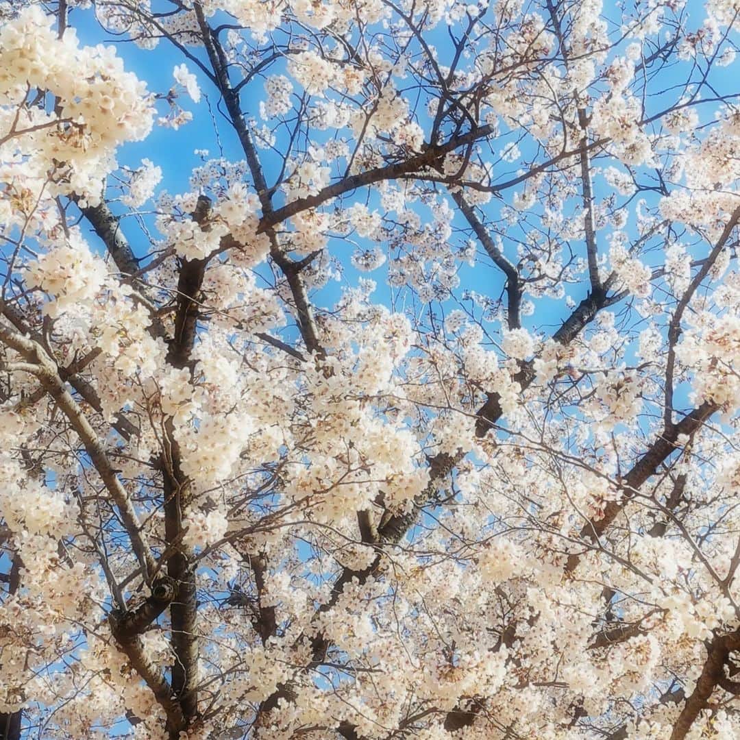 野川さくらのインスタグラム：「2020.4 #2020年の桜だよ #お仕事でお出掛けした時にぱちり☆ #今年は桜をゆっくり見られなくて残念だったな。。。 #またいつか家族やお友達とお花見ができるといいな。。。 #桜 #わたしもさくら2020 #わたしもさくら #ファンクラブ #声優 #さくらClub #にゃんスタグラム #野川さくら #さくにゃん #野川さくらのチョコレートたいむ #野川さくらのチョコレートたいむ第37回目」