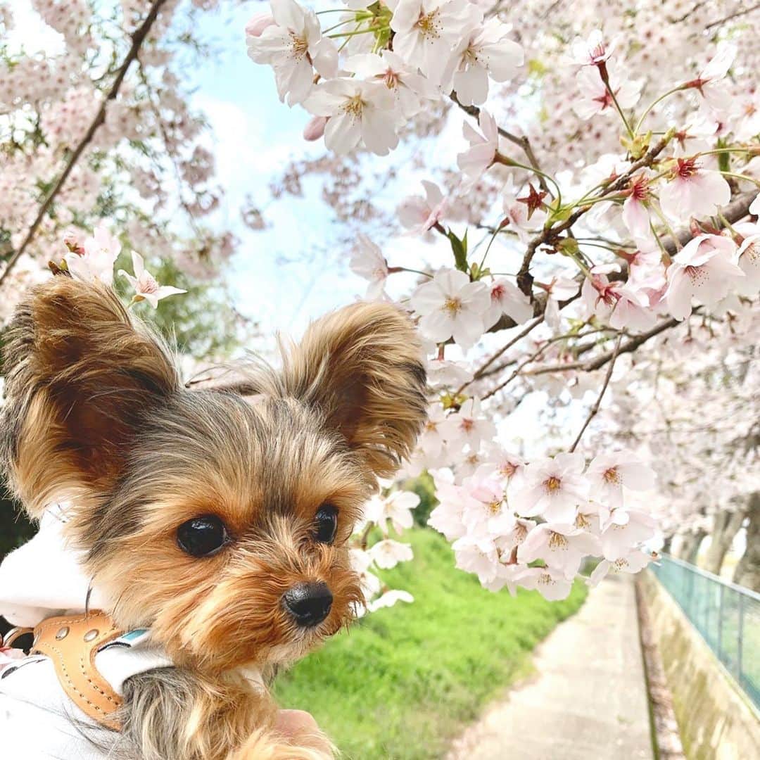 筒井萌子のインスタグラム：「* 桜🌸とうに🐶 かわりにお花見行ってくれてありがとう🌼 ・ #筒井萌子 #女優 #actress #モデル #model #岡山  #shooting #instagood #instalike #converse #撮影 #followme #instalike #ゴルフ #ゴルフ女子 #ゴルフコーデ #골프 #좋아요반사 #좋아요그램 #좋아요환영 #데일리그램 #패션 #오오티디 #카페 #ディズニー　#ディズニーシー」