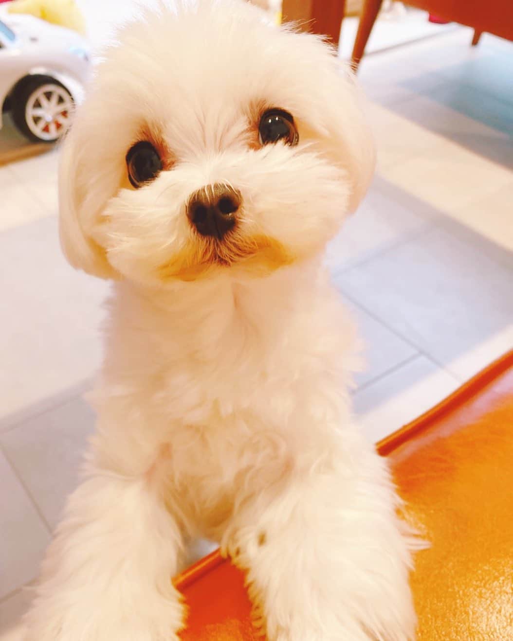 保田圭さんのインスタグラム写真 - (保田圭Instagram)「おはようございます。朝食をねだる、愛犬ちーずさん♡ この目はズルイ。笑　#朝食ブログ書きましたので見てもらえたら嬉しいです」4月7日 8時34分 - keiyasuda1206