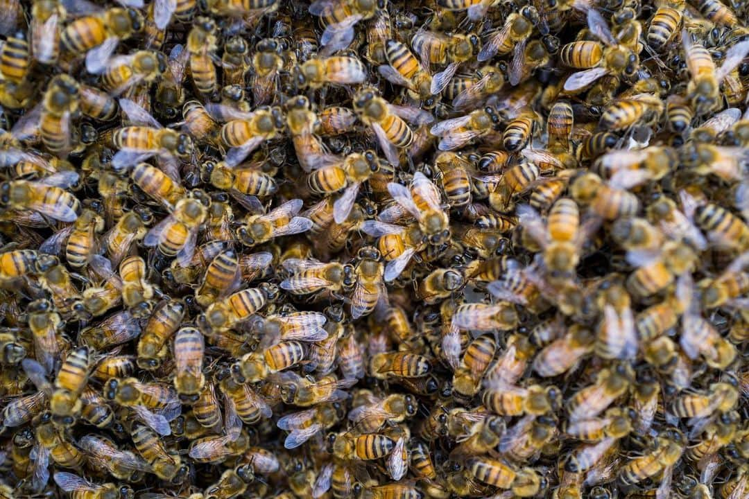 ジョン・ジョン・フローレンスさんのインスタグラム写真 - (ジョン・ジョン・フローレンスInstagram)「New bees on the farm, building 🏡」4月7日 8時57分 - john_john_florence