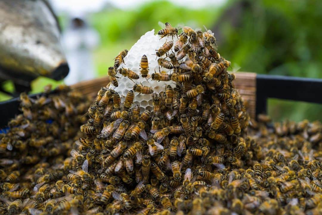 ジョン・ジョン・フローレンスのインスタグラム：「New bees on the farm, building 🏡」