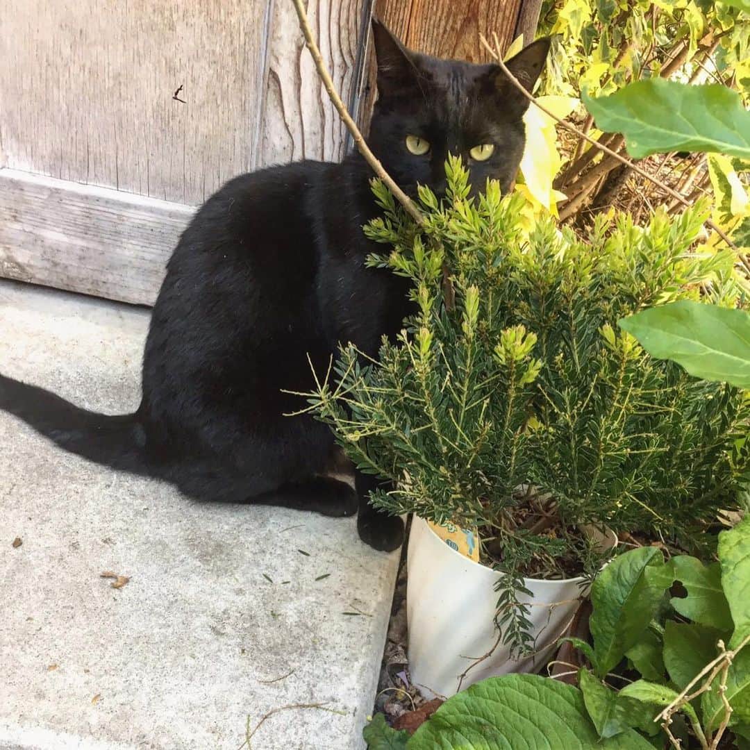川崎優さんのインスタグラム写真 - (川崎優Instagram)「. . 仕事帰りに見かけたいつかのネコ。 猫アレルギーだけど、ジジみたいに綺麗な真っ黒で近寄ってしまった〜 うちの猫好きのマネージャーさんが喜びそうだ🐈 . . 日々、見えない不安がありますね…  工夫しておうちの時間を楽しみながら、大切に過ごしたいですな！皆でいっしょにどうにかこうにか乗り越えたいですね。早く思いっきり、外出を楽しめる日がきますように。 よく食べ、よく寝て、よく笑おう🦁💭 #体力つけなきゃと食べまくる日々 #家の中で鼻歌歌う日々 #床拭きまくるエブリディ #掃除しすぎて別人が住んでるのかと思う部屋 #今日から俺はをちょっとずつ観なおす毎日 #HuluのNIJIプロジェクトの女の子たちにパワーを貰う日々 #デビューしたらめちゃくちゃ応援する #だれか観てないかな #映画みなきゃいけないのいっぱいあるし #積ん読消化しなきゃ #あんま料理しないけどついにし始めた #食べる専門なのに #でも意外と楽しい #食べる方が好きだけど #テレビ電話しながらみんなで遠隔ティータイム #そんなおうち時間」4月7日 8時56分 - yuu__noir