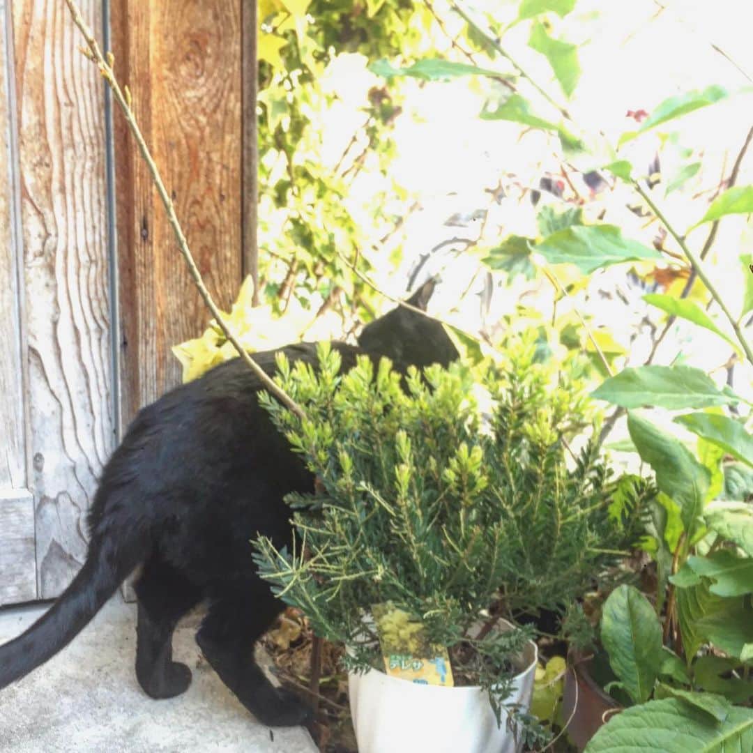 川崎優さんのインスタグラム写真 - (川崎優Instagram)「. . 仕事帰りに見かけたいつかのネコ。 猫アレルギーだけど、ジジみたいに綺麗な真っ黒で近寄ってしまった〜 うちの猫好きのマネージャーさんが喜びそうだ🐈 . . 日々、見えない不安がありますね…  工夫しておうちの時間を楽しみながら、大切に過ごしたいですな！皆でいっしょにどうにかこうにか乗り越えたいですね。早く思いっきり、外出を楽しめる日がきますように。 よく食べ、よく寝て、よく笑おう🦁💭 #体力つけなきゃと食べまくる日々 #家の中で鼻歌歌う日々 #床拭きまくるエブリディ #掃除しすぎて別人が住んでるのかと思う部屋 #今日から俺はをちょっとずつ観なおす毎日 #HuluのNIJIプロジェクトの女の子たちにパワーを貰う日々 #デビューしたらめちゃくちゃ応援する #だれか観てないかな #映画みなきゃいけないのいっぱいあるし #積ん読消化しなきゃ #あんま料理しないけどついにし始めた #食べる専門なのに #でも意外と楽しい #食べる方が好きだけど #テレビ電話しながらみんなで遠隔ティータイム #そんなおうち時間」4月7日 8時56分 - yuu__noir