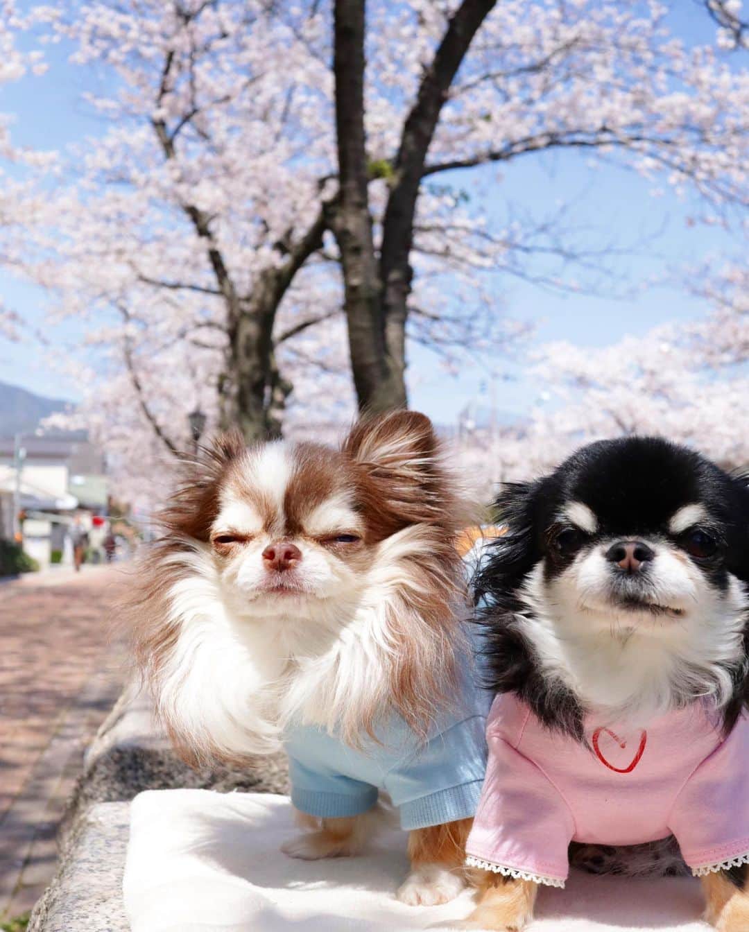 kayoのインスタグラム：「* * 今日もいいお天気☺️☀️ * * 断捨離日和😁 * * Lychee💗Melon * * #chihuahua#chihuahualove#dogstgram#dog#instadog#チワワ#チワワ大好き * *」