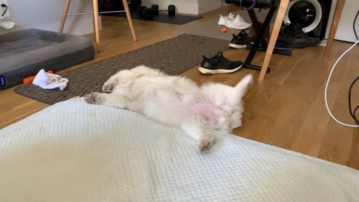 Winston the White Corgiのインスタグラム：「Dreamt of running from the Rona. Wait for it.」