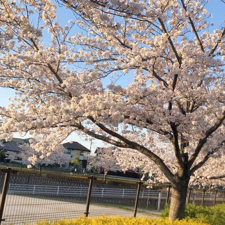 のインスタグラム：「2020.4.7 こんにちは☀️ ・ 今年は、ゆっくりお花見🌸も出来ず…（ ; ; ） 買い物に行く途中で車から撮った 近所の公園の🌸 強風にも耐えて健気に綺麗に今年も咲いていました🌸 ・ 一日も早く、平穏な日々が戻ってきますように✨✨✨ ・ ・ ＿＿＿＿＿＿＿＿＿＿＿＿＿＿＿＿＿＿＿ ・ ・  #桜#お花見#cherryblossom#cherryblossoms#さくら」