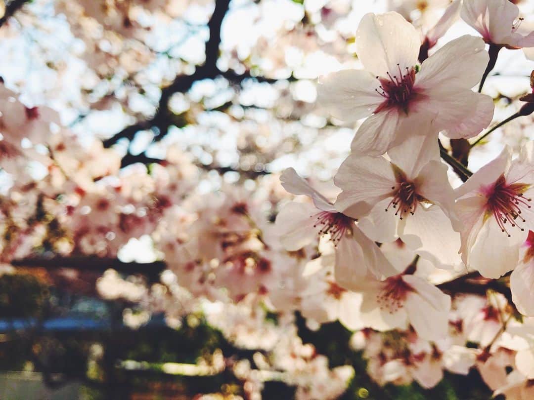 萩原悠のインスタグラム：「1枚くらいInstagramに桜を投稿したいなと思ったので。 春といえば桜。桜っていいですよね。一瞬なのにとても綺麗ではかなくて、気持ちがこう新しくなるというか、晴れやかになるというか。心があったかくなる感じ。風に吹かれた時に散る感じもまた最高で。ワクワクとドキドキが混ざった感じ。まるで、出会いと別れのような。  #春といえば #桜 #桜吹雪 #青空と白い雲  #心穏やか #桜を #眺める時間 #最高に #好きな時間 #自然と笑顔になれる」