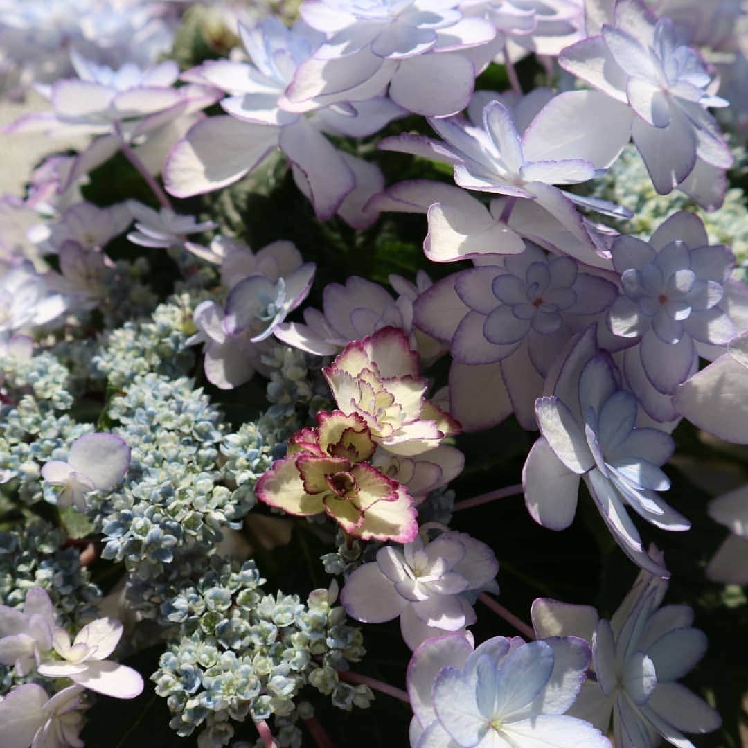 向山志穂さんのインスタグラム写真 - (向山志穂Instagram)「最近のお家での癒し、、、額紫陽花です🍃  ブルー系の紫陽花は私が選びピンク系の紫陽花は娘が育てたいと言って購入しました。 沢山あるお花の中から選んだ品種が一緒って、なんだか嬉しい💓  園芸は心にさまざまなプラス感情をもたらすと言われています。 植物に触れたり、花の香りをかぐだけで元気をもらったり👌 植物を育て、植物に触れることで、心身が生き生きしてくる😊 そんな植物の力を活かした「園芸療法」  長い時間お家で過ごす今、娘と一緒に植物を育てようと始めました✴ お手入れをすれば毎年花を咲かせる紫陽花。 切り花としてお家の中でも楽しめるのも嬉しいです💐  #お花のある暮らし#心を育てる #園芸#紫陽花#ダンスパーティ#ひな祭り#額紫陽花」4月7日 10時17分 - shihoo9o6