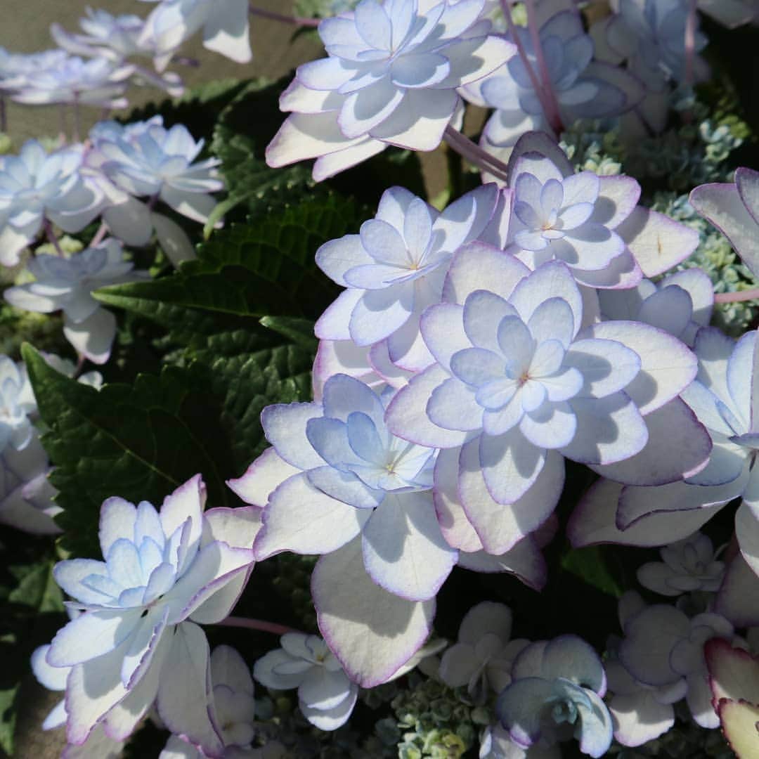 向山志穂さんのインスタグラム写真 - (向山志穂Instagram)「最近のお家での癒し、、、額紫陽花です🍃  ブルー系の紫陽花は私が選びピンク系の紫陽花は娘が育てたいと言って購入しました。 沢山あるお花の中から選んだ品種が一緒って、なんだか嬉しい💓  園芸は心にさまざまなプラス感情をもたらすと言われています。 植物に触れたり、花の香りをかぐだけで元気をもらったり👌 植物を育て、植物に触れることで、心身が生き生きしてくる😊 そんな植物の力を活かした「園芸療法」  長い時間お家で過ごす今、娘と一緒に植物を育てようと始めました✴ お手入れをすれば毎年花を咲かせる紫陽花。 切り花としてお家の中でも楽しめるのも嬉しいです💐  #お花のある暮らし#心を育てる #園芸#紫陽花#ダンスパーティ#ひな祭り#額紫陽花」4月7日 10時17分 - shihoo9o6