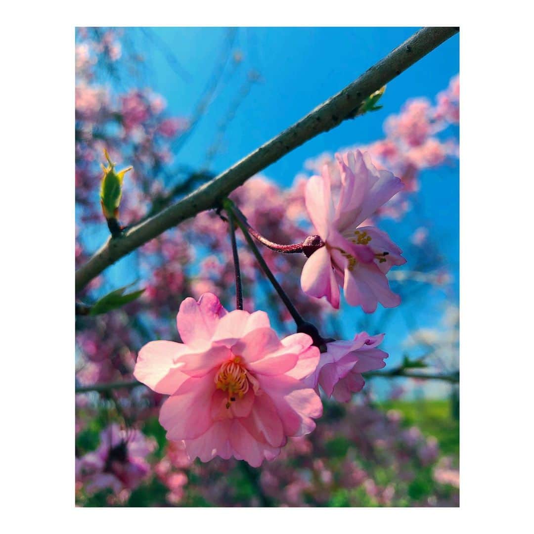 森千波さんのインスタグラム写真 - (森千波Instagram)「#1000hana 🌸 . .  #cherryblossom#枝垂れ桜」4月7日 10時31分 - 1000wave