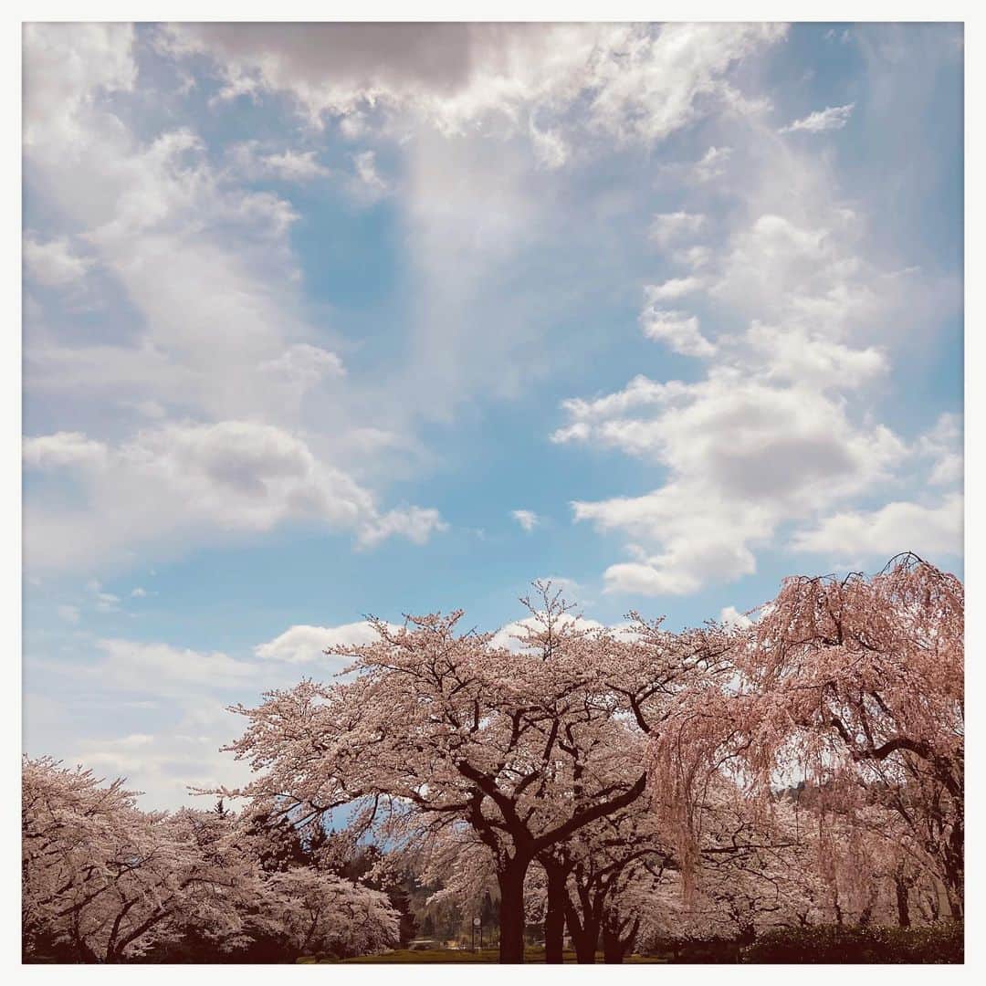 kumikoさんのインスタグラム写真 - (kumikoInstagram)「恒例の春のお墓参りへ。 何年も来ていて初めて満開の桜に当たったかも。。。 張り詰めていた気持ちが少しほぐれた☺️」4月7日 11時05分 - makudeco