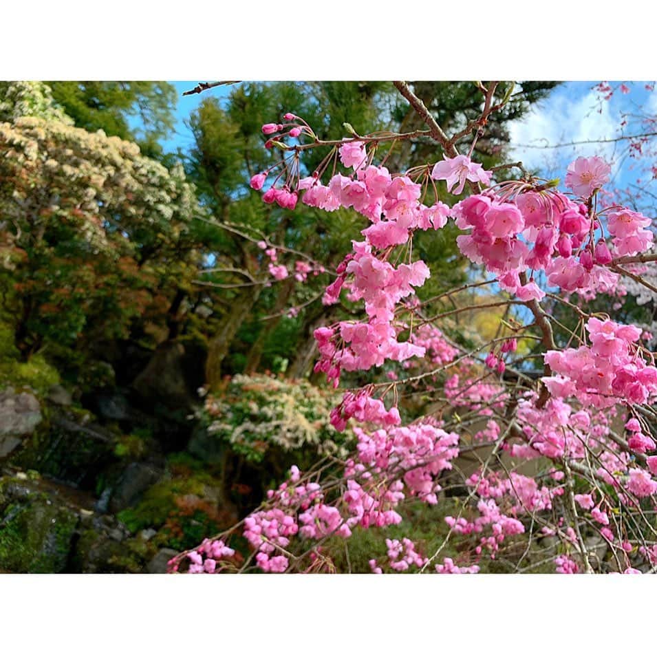 百合華さんのインスタグラム写真 - (百合華Instagram)「I love the sound of waterfalls and the vivid pink cherry blossoms 🌸💕🌸💕🌸 ﻿ ﻿ #japan﻿ #日本﻿ #kyoto ﻿ #京都﻿ #蹴上﻿ #南禅寺﻿ #桜鶴苑﻿ #garden﻿ #お庭﻿ #庭﻿ #waterfall ﻿ #滝﻿ #cherryblossom ﻿ #桜﻿ #vividpink ﻿ #ビビッドピンク﻿ #大好き﻿」4月7日 16時43分 - yurika.lovelily