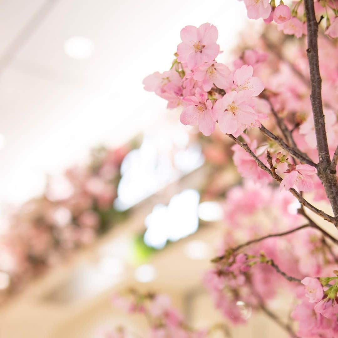 アトレ恵比寿公式さんのインスタグラム写真 - (アトレ恵比寿公式Instagram)「﻿ ﻿ たくさんの出会いがある4月。﻿ ﻿ 忙しい毎日の中で、桜の花が心を彩る🌸﻿ ﻿ また来年すがすがしい気持ちで﻿ 見られることを楽しみに♪﻿ ﻿ ﻿ ﻿ ﻿ ﻿ ﻿ ﻿ #アトレ恵比寿#アトレ#恵比寿#恵比女#ebisu﻿ #コンコース#花の空間#桜#さくら#春#毎日#日々#ショッピング#花#花部#花トレンド#サクラ#小さい春#flower#お買い物#カフェ#ひと時#日々の暮らし#癒し#花好き#ガーデン#大人女子#自然」4月7日 11時29分 - atre_ebisu