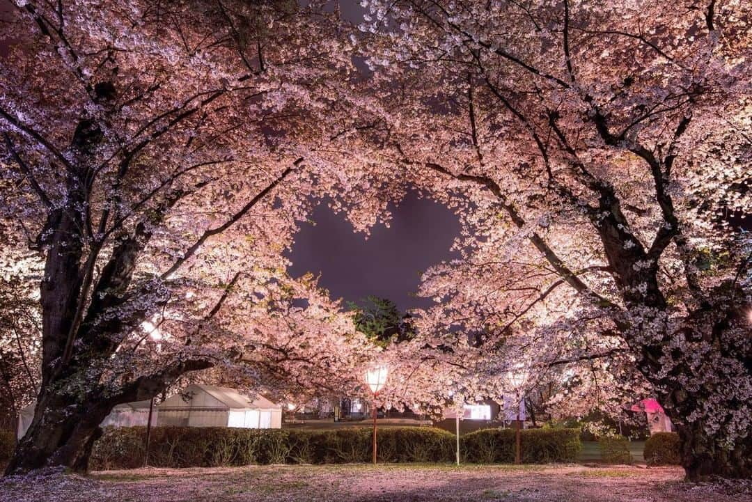 9GAGさんのインスタグラム写真 - (9GAGInstagram)「❤️🌸⠀ 📸 @3.spepic⠀ -⠀ #sakura #さくら #9gag」4月7日 12時00分 - 9gag