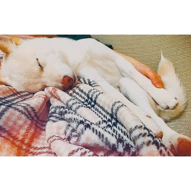 安島萌のインスタグラム：「膝寝。なかよし。  #柴犬#豆柴#人間大好き #５ヶ月#パピー #いぬすたぐらむ #白柴犬 #白柴子犬」