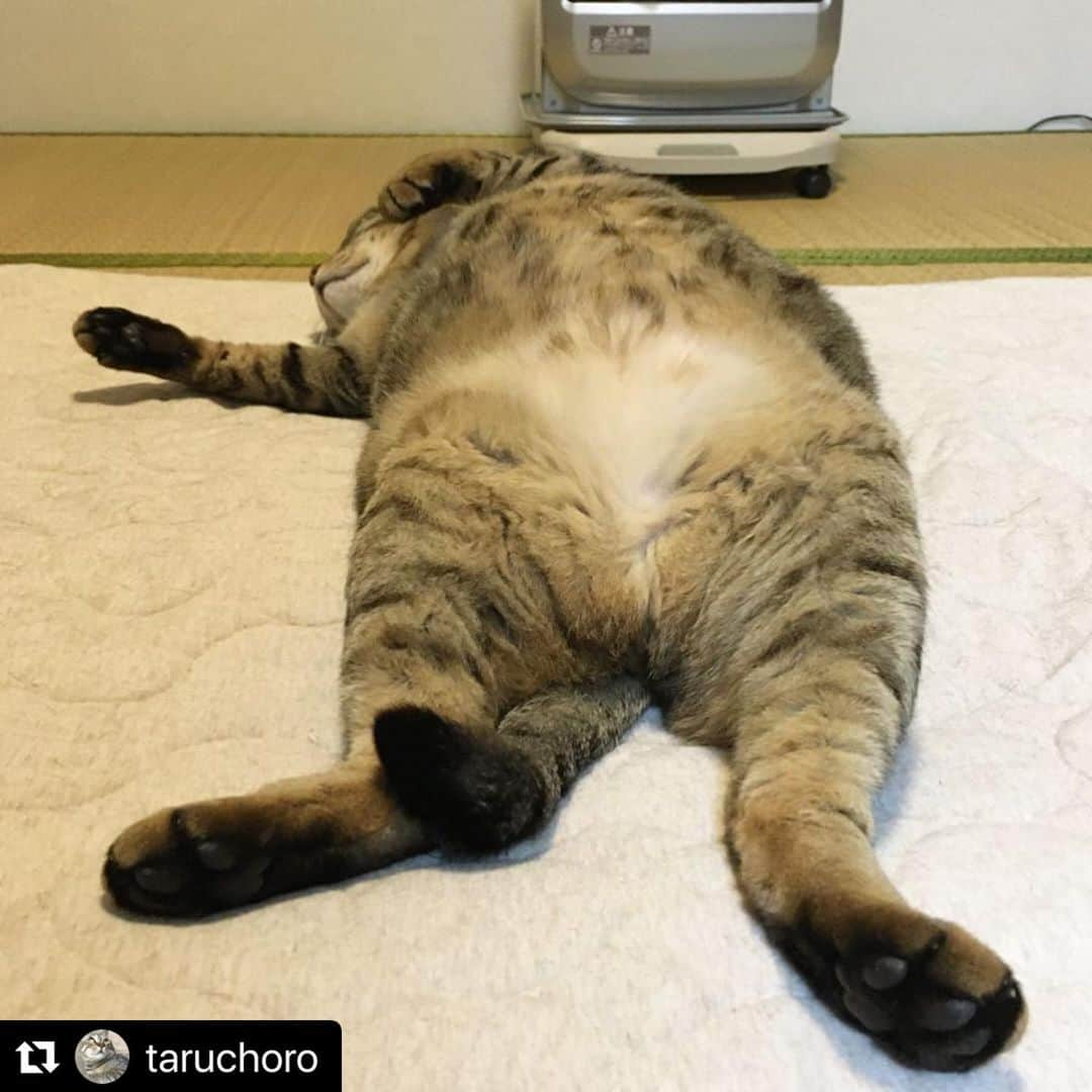 ねこさんのインスタグラム写真 - (ねこInstagram)「本日もご立派でございます👏🏻💤 #Repost @taruchoro with @make_repost ・・・ さて、猫見て落ち着くか。 * * #猫様 #癒し  #ぱかーん #こんぶ #こぱんだん #ねるねこ #とろねこチャレンジ #ねこがいる幸せ #猫が好き #にゃんこ #きじとら #エウレカねこ部 #ねこのきもち #猫写真 #猫かわいい #ヒーター #猫ねこ部 #ねこ #猫 #kot #cat #omusubiさとおや部 #cat #nyancon01 #sippo #pecoねこ部 #へそてん#猫ねこ部」4月7日 12時21分 - neko_magazine