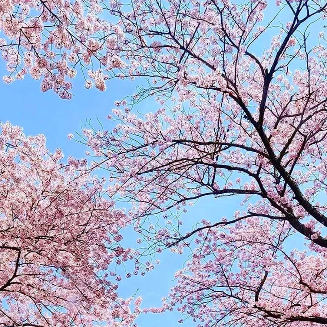 内山絵里加さんのインスタグラム写真 - (内山絵里加Instagram)「・ ・ きょう 静岡地方気象台で 桜の満開が発表されました🌸 ・ 自らの鼻でお花見する、サバンナ八木さん🤭笑 桜は、また来年も咲きます。 来年のお花見を楽しみに乗り越えましょうね。 ・ 今週の『内山絵里加のふくわうち』は 新型コロナウイルス対応のため リモートでパートナーのみなさんと繋いでお送りします。 ・ きょうは、大阪の自宅にいる サバンナ八木さんと生放送🏠 こんなことができるなんて 文明の利器に感動です✨ ・ きょうもみなさんに『福』のある １日になりますように..📻 ラジオで笑いましょ♥️ ・ ・ #静岡放送 #SBSテレビ #SBSラジオ #ふくわうち #オレンジ #ORANGE #コロナに負けるな #stayhome #大久保ノブオ さん  #サバンナ八木 さん #有村昆 さん #映画 #YouTube #Amazonプライム #ネットフリックス #レイザーラモンRG さん #あるある #リモート #zoom #follow #followme #桜 #リモート #ギャグ」4月7日 12時22分 - erika.uchiyama1129